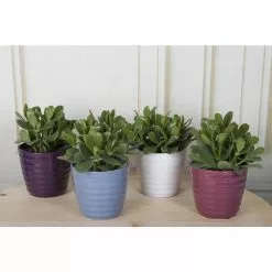Wholesale 🤩 Costa Farms 4 in. Jade Crassula Succulent in Grower Pot (2-Pack) 🔥 -Pavestone || Costa Farms Shop costa farms succulents co cj04 3 gp 4f 1000