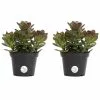 Wholesale 🤩 Costa Farms 4 in. Jade Crassula Succulent in Grower Pot (2-Pack) 🔥 -Pavestone || Costa Farms Shop costa farms succulents co cj04 3 gp 64 1000
