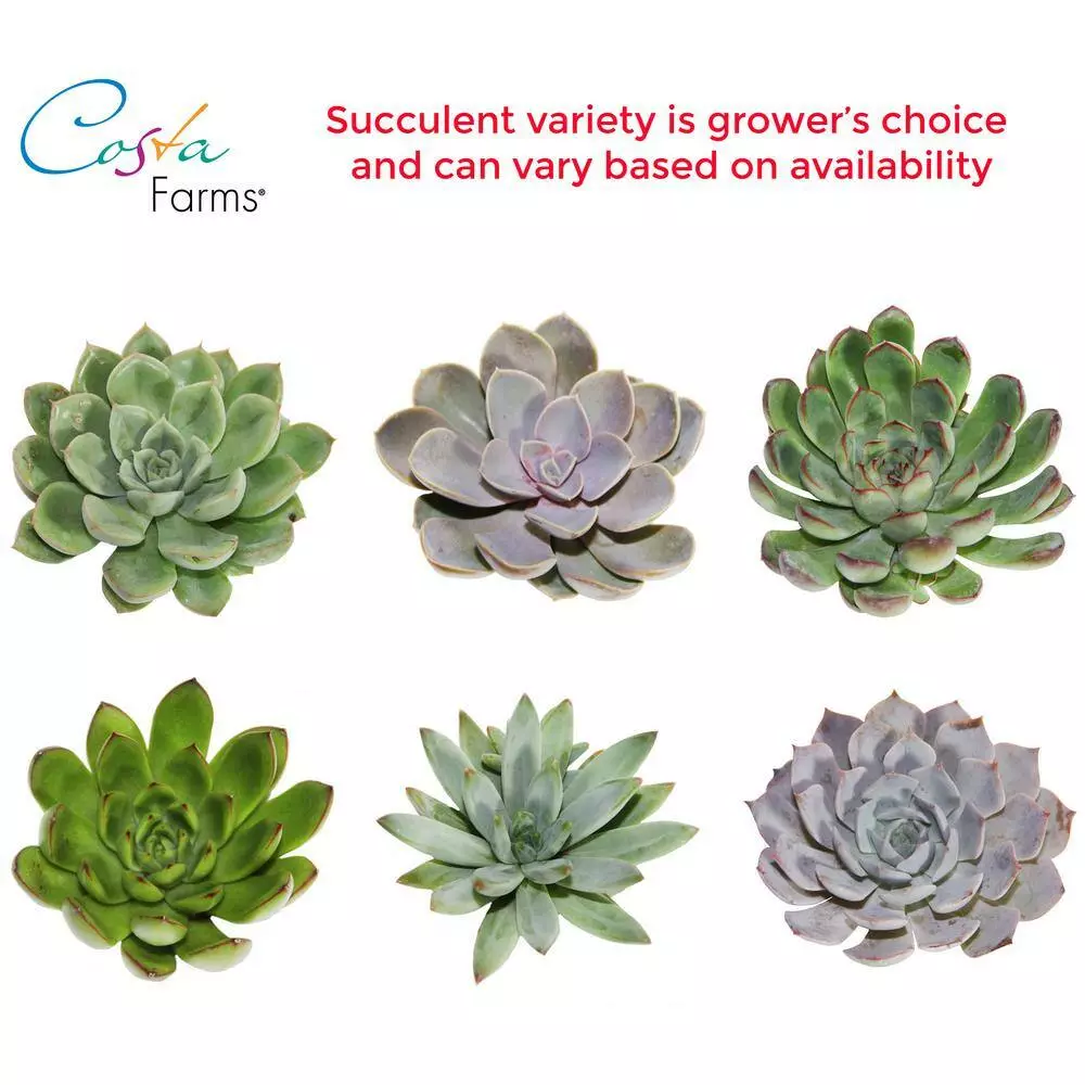 Best deal 😍 Costa Farms 2.5 in. Grower's Choice Echeveria in Love Ceramic 👍 5 Best deal 😍 Costa Farms 2.5 in. Grower's Choice Echeveria in Love Ceramic 👍 - Image 3