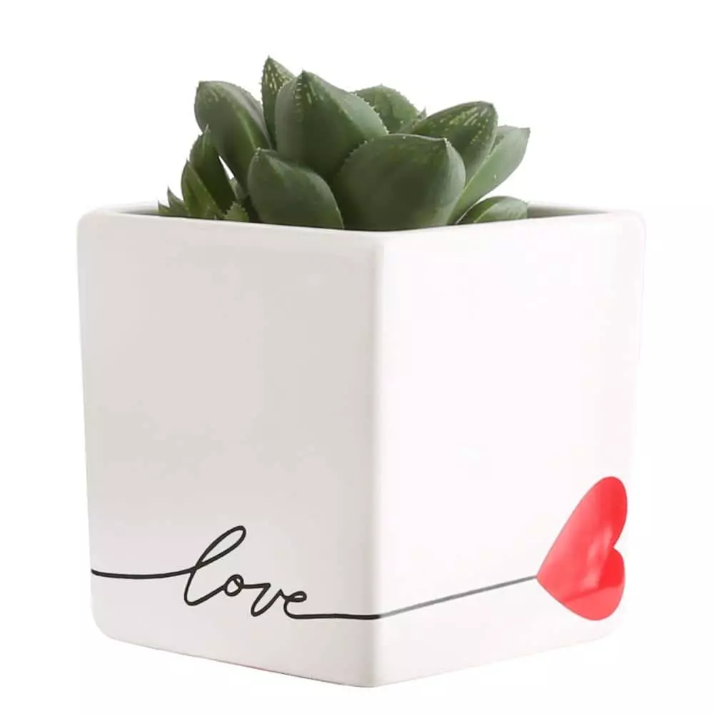 Best deal 😍 Costa Farms 2.5 in. Grower's Choice Echeveria in Love Ceramic 👍 3 Best deal 😍 Costa Farms 2.5 in. Grower's Choice Echeveria in Love Ceramic 👍