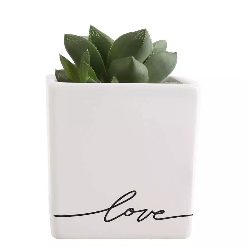 Best deal 😍 Costa Farms 2.5 in. Grower's Choice Echeveria in Love Ceramic 👍 4 Best deal 😍 Costa Farms 2.5 in. Grower's Choice Echeveria in Love Ceramic 👍 - Image 2