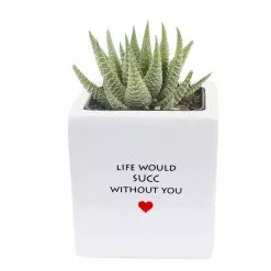 Best Sale 👍 Costa Farms 2.5 in. Grower's Choice Haworthia in Life Would Succ Ceramic ⭐