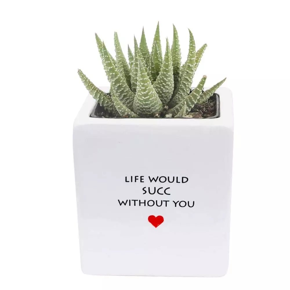 Best Sale 👍 Costa Farms 2.5 in. Grower's Choice Haworthia in Life Would Succ Ceramic ⭐ 3 Best Sale 👍 Costa Farms 2.5 in. Grower's Choice Haworthia in Life Would Succ Ceramic ⭐