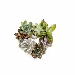 Top 10 😍 Costa Farms Mini Succulent DIY Kit with White Heart Ceramic 🌟