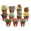 Cheapest ⭐ Costa Farms 2 in. Mini Unique Succulents in Round Grower Pot (11-Pack) 🌟 -Pavestone || Costa Farms Shop costa farms succulents co sucmini gp11 64 1000