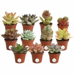 Cheapest ⭐ Costa Farms 2 in. Mini Unique Succulents in Round Grower Pot (11-Pack) 🌟