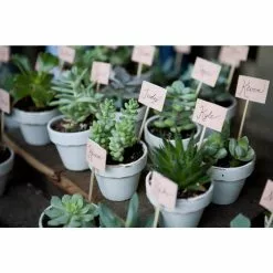 Top 10 💯 Costa Farms 2 in. Mini Unique Succulents in Round Grower Pot (25-Pack) 🥰 -Pavestone || Costa Farms Shop costa farms succulents co sucmini gp25 4f 1000