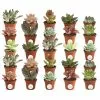 Top 10 💯 Costa Farms 2 in. Mini Unique Succulents in Round Grower Pot (25-Pack) 🥰 -Pavestone || Costa Farms Shop costa farms succulents co sucmini gp25 64 1000