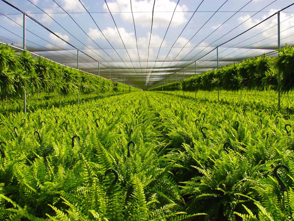 Pavestone || Costa Farms Shop -Pavestone || Costa Farms Shop costa farms 6